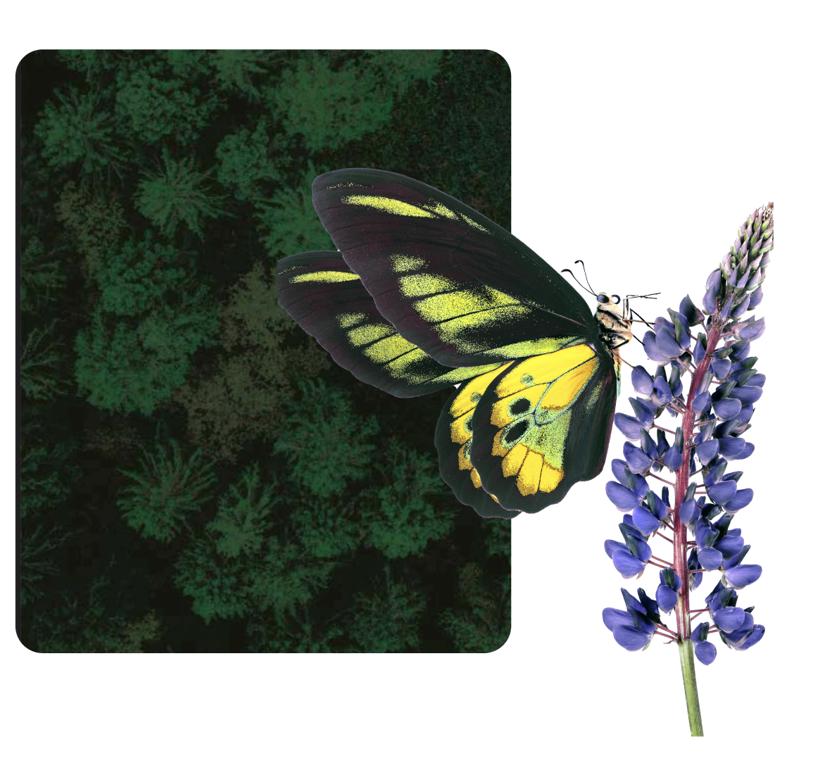 Spanish Business and Biodiversity Initiative