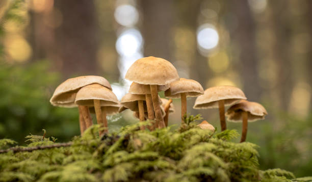 Webinar New Green Shoots 2026: The future is fungi